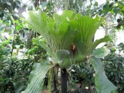 Angola Staghorn Fern - Platycerium Elephantotis - 4.5" Black Hanging Basket 8 Angola Staghorn Fern - Platycerium Elephantotis - 4.5" Black Hanging Basket -Cheap Plants Store elephantstagmature 23775.1696539519