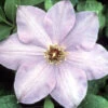 Elsa Spaeth Clematis - Light Purple - 2.5" Pot 2 Elsa Spaeth Clematis - Light Purple - 2.5" Pot -Cheap Plants Store elsa spaeth 15404.1665600705