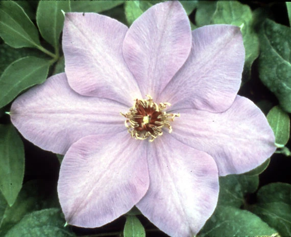Elsa Spaeth Clematis - Light Purple - 2.5" Pot 3 Elsa Spaeth Clematis - Light Purple - 2.5" Pot