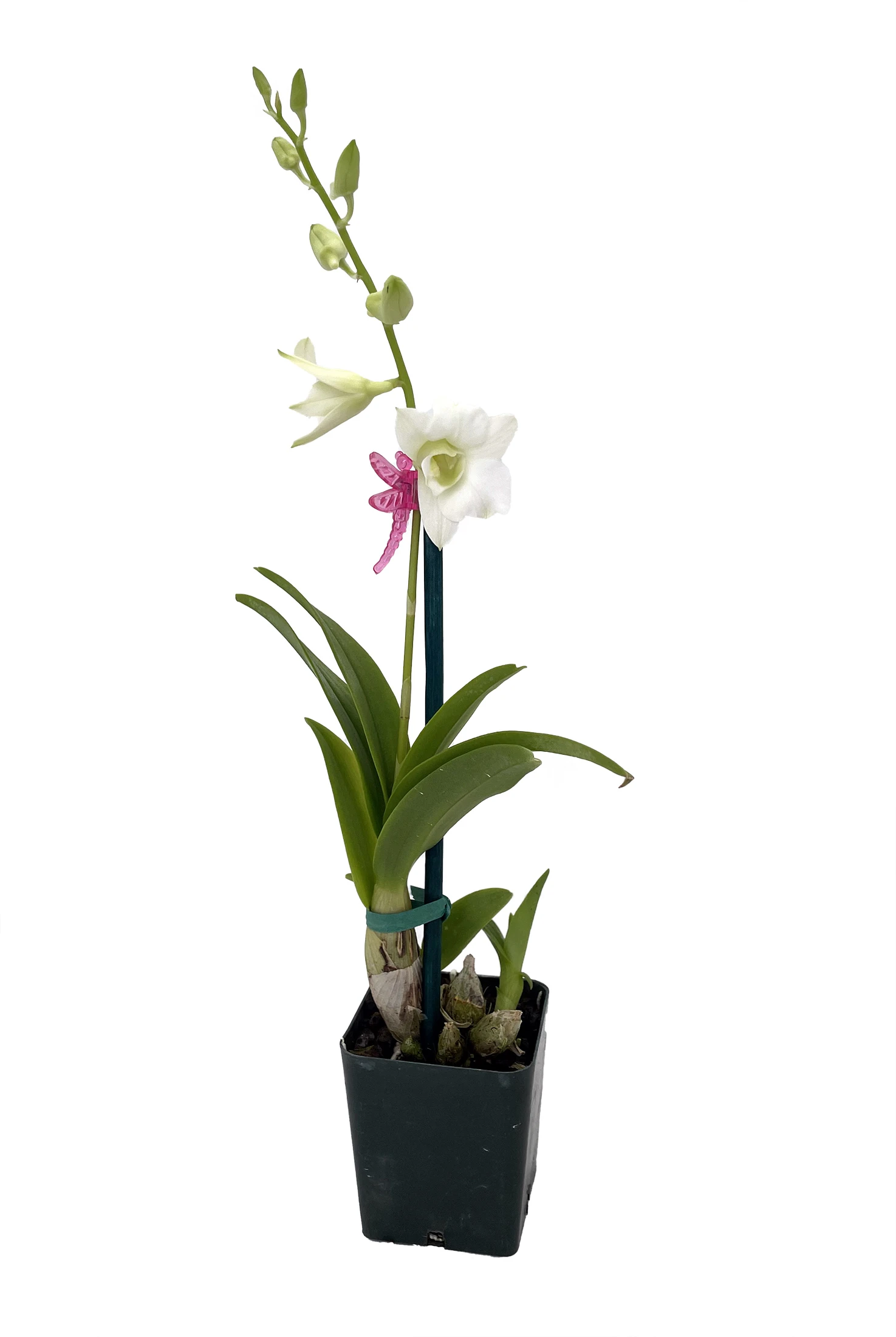 Enobi Snow White Dendrobium Orchid - 2" Pot - Collector Orchids 3 Enobi Snow White Dendrobium Orchid - 2" Pot - Collector Orchids