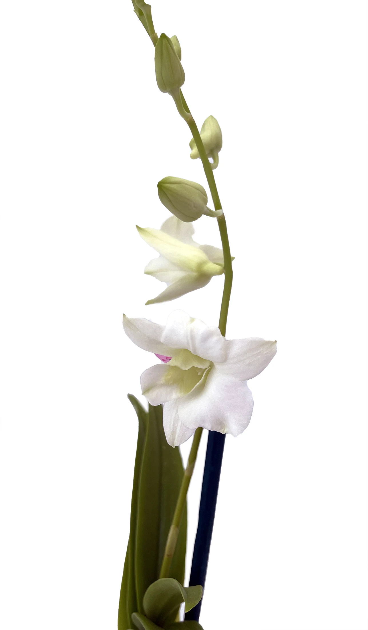 Enobi Snow White Dendrobium Orchid - 2" Pot - Collector Orchids 4 Enobi Snow White Dendrobium Orchid - 2" Pot - Collector Orchids - Image 2