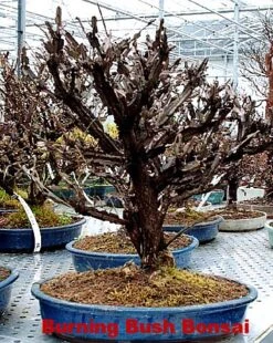 Fire Ball® Euonymus Alatus 'Select' - Burning Bush - Proven Winners- 4'' Pot 8 Fire Ball® Euonymus Alatus 'Select' - Burning Bush - Proven Winners- 4'' Pot -Cheap Plants Store euonymusfireball2 76329.1615344455