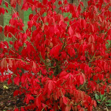 Fire Ball® Euonymus Alatus 'Select' - Burning Bush - Proven Winners- 4'' Pot 4 Fire Ball® Euonymus Alatus 'Select' - Burning Bush - Proven Winners- 4'' Pot - Image 2