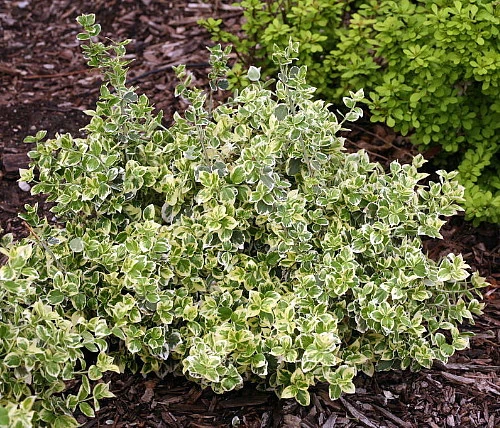 White Album™ Euonymus - Proven Winners - Great Evergreen Groundcover - 4" Pot 5 White Album™ Euonymus - Proven Winners - Great Evergreen Groundcover - 4" Pot - Image 3