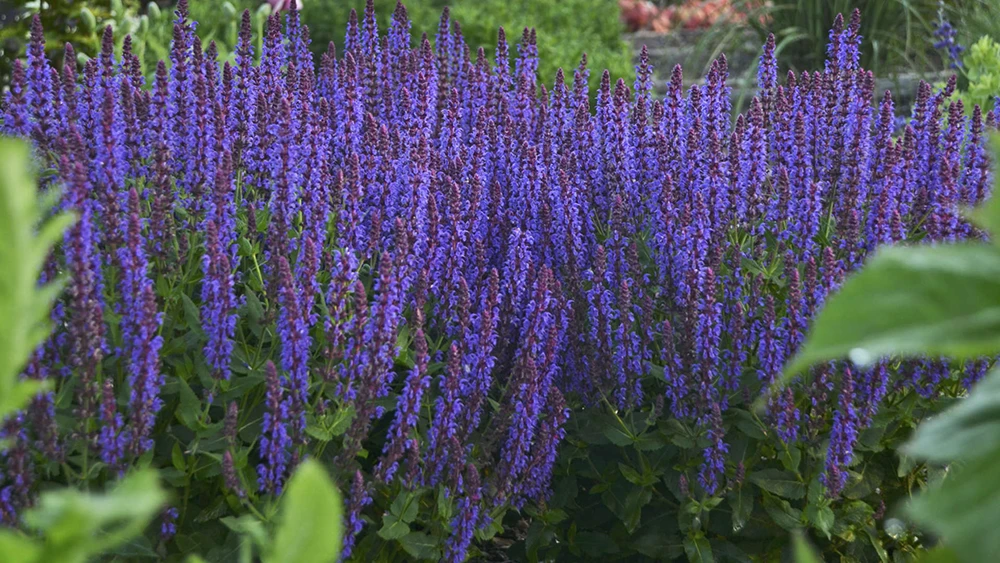 Evening Attire - Salvia Fashionista® - Meadow Sage - Quart Pot 3 Evening Attire - Salvia Fashionista® - Meadow Sage - Quart Pot