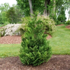 CEDAR RAPIDS™ False Cypress -Chamaecyparis Pisifera - Proven Winners - 4" Pot 7 CEDAR RAPIDS™ False Cypress -Chamaecyparis Pisifera - Proven Winners - 4" Pot -Cheap Plants Store false cypress cedar rapids 1 74920.1675732056