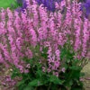 Fashionista® Moulin Rouge - Salvia - Meadow Sage - Quart Pot 1 Fashionista® Moulin Rouge - Salvia - Meadow Sage - Quart Pot -Cheap Plants Store fashionistamoulinrou 06217.1600880547