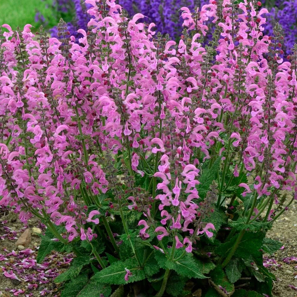 Fashionista® Moulin Rouge - Salvia - Meadow Sage - Quart Pot 3 Fashionista® Moulin Rouge - Salvia - Meadow Sage - Quart Pot