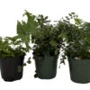 Fern Assortment - 3 Pack In 4" Pots 1 Fern Assortment - 3 Pack In 4" Pots -Cheap Plants Store ferncoll3 24148.1697493091