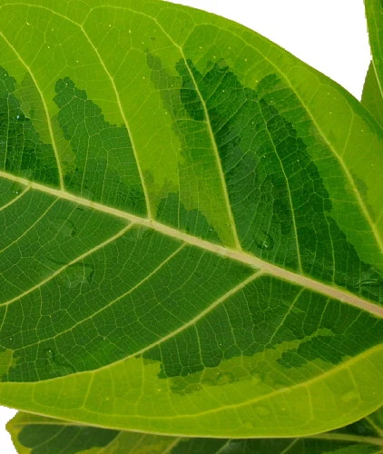 Golden Gem Rubber Tree Plant - Ficus Altissima - 4" Pot 3 Golden Gem Rubber Tree Plant - Ficus Altissima - 4" Pot