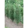 Fine Line® Buckthorn - Rhamnus - Hardy - Proven Winners - 4" Pot 1 Fine Line® Buckthorn - Rhamnus - Hardy - Proven Winners - 4" Pot -Cheap Plants Store fineline rhamus 40644.1615344498
