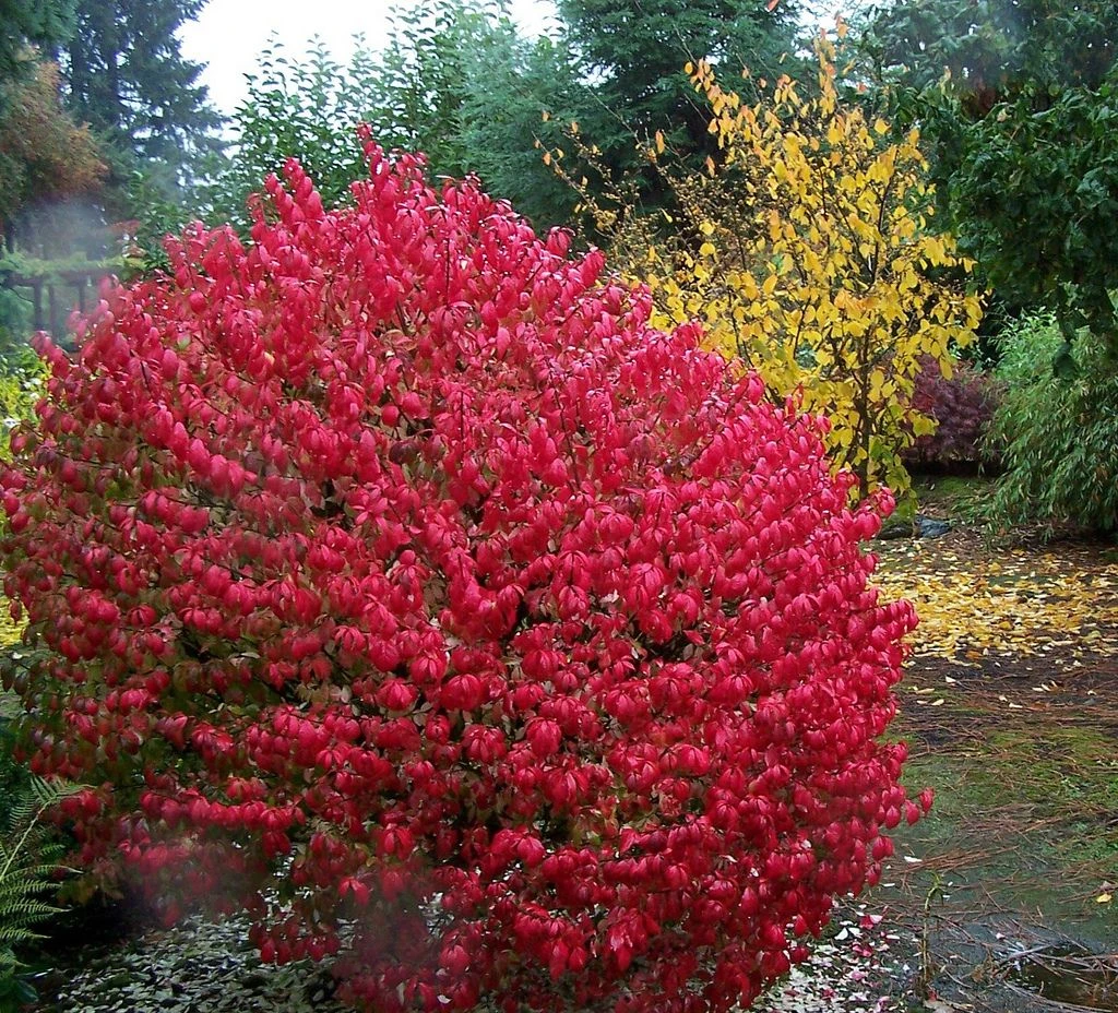 Fire Ball® Euonymus Alatus 'Select' - Burning Bush - Proven Winners- 4'' Pot 3 Fire Ball® Euonymus Alatus 'Select' - Burning Bush - Proven Winners- 4'' Pot