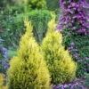 Fluffy Arborvitae - 4" Pot - Thuja Plicata - Proven Winners 1 Fluffy Arborvitae - 4" Pot - Thuja Plicata - Proven Winners -Cheap Plants Store fluffy arborvitae 3 98874.1615344657