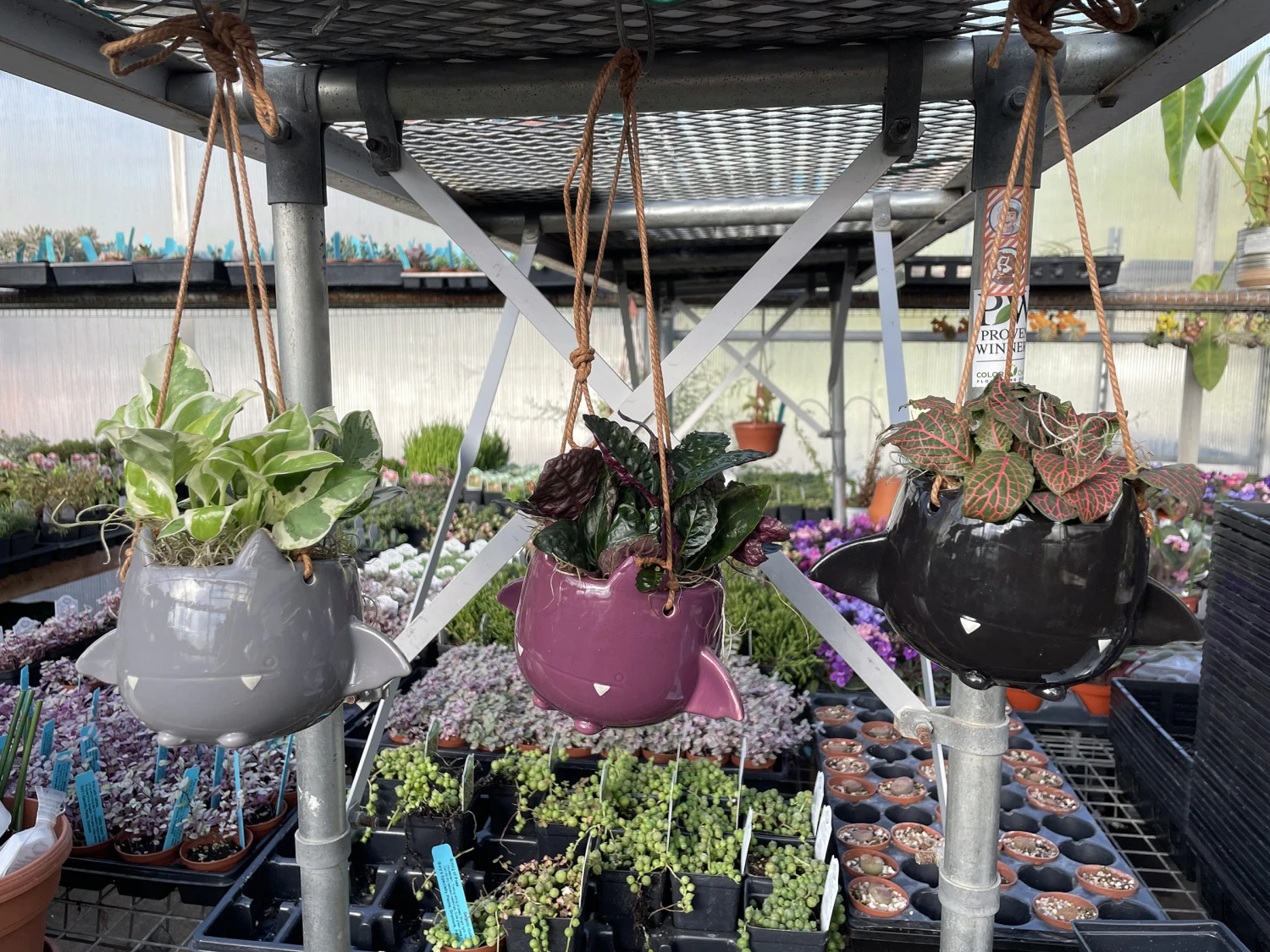 Fang Von Batula Halloween Planter & House Plant -4" Hangable Purple Ceramic Pot 4 Fang Von Batula Halloween Planter & House Plant -4" Hangable Purple Ceramic Pot - Image 2