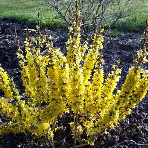 Show Off Starlet® Forsythia - Compact - Hardy - Proven Winners - 4" Pot 4 Show Off Starlet® Forsythia - Compact - Hardy - Proven Winners - 4" Pot - Image 2