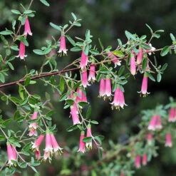Dusky Bells Fuchsia Correa - Australian Red Fuchsia - 5" Pot