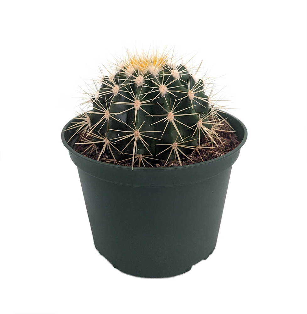 Golden Barrel Cactus - Echinocactus Grusonii - 6" Pot 4 Golden Barrel Cactus - Echinocactus Grusonii - 6" Pot - Image 2