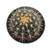 Golden Barrel Cactus - Echinocactus Grusonii - 6" Pot 1 Golden Barrel Cactus - Echinocactus Grusonii - 6" Pot -Cheap Plants Store gbarrel6innew 62115.1599750760