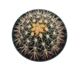 Golden Barrel Cactus - Echinocactus Grusonii - 6" Pot
