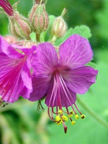 Karmina Hardy Geranium - Gallon Pot - Aromatic Foliage - Deep Rose Blooms 3 Karmina Hardy Geranium - Gallon Pot - Aromatic Foliage - Deep Rose Blooms