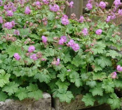 Karmina Hardy Geranium - Gallon Pot - Aromatic Foliage - Deep Rose Blooms 8 Karmina Hardy Geranium - Gallon Pot - Aromatic Foliage - Deep Rose Blooms -Cheap Plants Store geraniumkarmina3 36389.1630093675