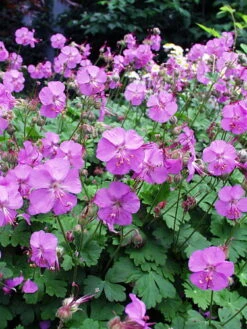 Karmina Hardy Geranium - Gallon Pot - Aromatic Foliage - Deep Rose Blooms 9 Karmina Hardy Geranium - Gallon Pot - Aromatic Foliage - Deep Rose Blooms -Cheap Plants Store geraniumkarmina4 91348.1630093676