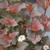 GINGER WINE® Ninebark - 4" Pot - Physocarpus - Proven Winners 2 GINGER WINE® Ninebark - 4" Pot - Physocarpus - Proven Winners -Cheap Plants Store ginger wine ninebark flowers physocarpus 46180.1615344631