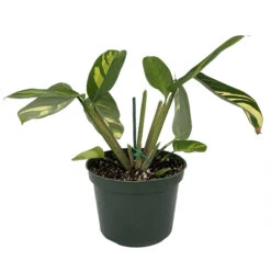 Golden Mosaic Prayer Plant - Ctenanthe Lubbersiana - 4" Pot - Collector's Series 7 Golden Mosaic Prayer Plant - Ctenanthe Lubbersiana - 4" Pot - Collector's Series -Cheap Plants Store gmosaic6in 63725.1668802816