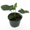 Goeldii Philodendron - 6" Pot - Trending/Collector's Series 1 Goeldii Philodendron - 6" Pot - Trending/Collector's Series -Cheap Plants Store goeldii2 56966.1621989435