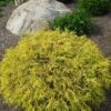 Golden Mop False Cypress -Chamaecyparis- Outside/Bonsai - 4" Pot 2 Golden Mop False Cypress -Chamaecyparis- Outside/Bonsai - 4" Pot -Cheap Plants Store goldmop1 48830.1615344465