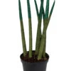 Make-Upz Glitter Green Bamboo Shoots Snake Plant - Sansevieria - 6" Pot 1 Make-Upz Glitter Green Bamboo Shoots Snake Plant - Sansevieria - 6" Pot -Cheap Plants Store greentips 21005.1690831069