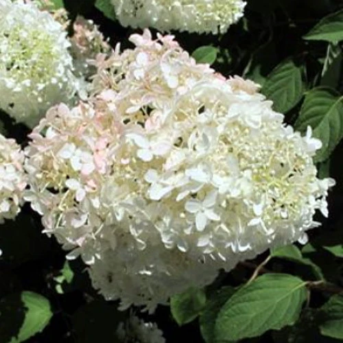 BoBo® Dwarf Hydrangea Bush - Blooms All Summer - Proven Winners - 4" Pot 5 BoBo® Dwarf Hydrangea Bush - Blooms All Summer - Proven Winners - 4" Pot - Image 3