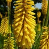 Glowstick Yellow Hot Poker - Kniphofia Uvaria - Perennial Plant - Gallon Pot 1 Glowstick Yellow Hot Poker - Kniphofia Uvaria - Perennial Plant - Gallon Pot -Cheap Plants Store gstickkniph201 17467.1691686225