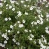 White Happy Face® Bush Cinquefoil - Potentilla - Pure White - Proven Winners 1 White Happy Face® Bush Cinquefoil - Potentilla - Pure White - Proven Winners -Cheap Plants Store happy face white potentilla 0726 69589.1615344517