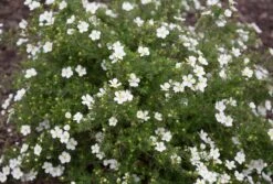 White Happy FaceĀ® Bush Cinquefoil - Potentilla - Pure White - Proven Winners