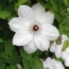 Henryi Clematis Vine - Pure White - 2.5" Pot 1 Henryi Clematis Vine - Pure White - 2.5" Pot -Cheap Plants Store henryclematis421 34307.1615344781