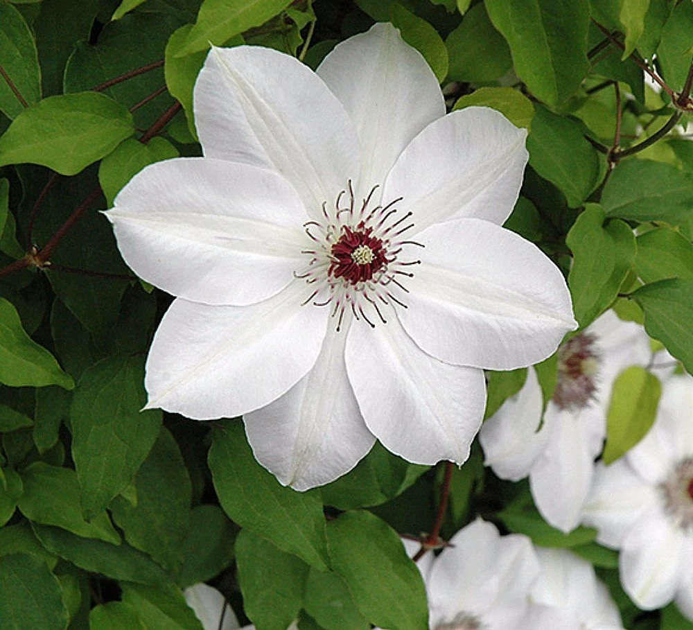 Henryi Clematis Vine - Pure White - 2.5" Pot 3 Henryi Clematis Vine - Pure White - 2.5" Pot