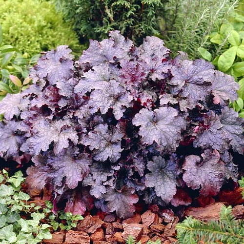 'Plum Pudding' Coral Bells - Heuchera - Fragrant - Shade Perennial - Gallon Pot 3 'Plum Pudding' Coral Bells - Heuchera - Fragrant - Shade Perennial - Gallon Pot