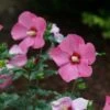Paraplu Rouge™ Hibiscus - Rose Of Sharon - Proven Winners - 4" Pot 2 Paraplu Rouge™ Hibiscus - Rose Of Sharon - Proven Winners - 4" Pot -Cheap Plants Store hibiscus paraplu rouge 1 1080 1080 60 81853.1621004697