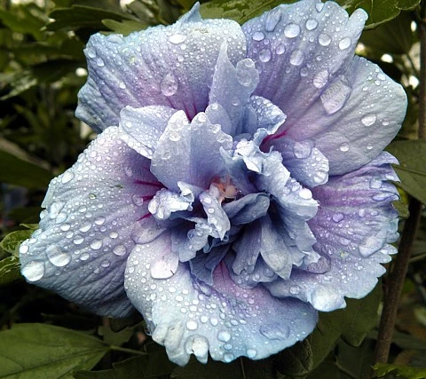 Blue Chiffon® Hibiscus Syriacus - Rose Of Sharon - 4" Pot - Proven Winners 4 Blue Chiffon® Hibiscus Syriacus - Rose Of Sharon - 4" Pot - Proven Winners - Image 2