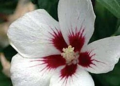 Lil' KimĀ® - Rose Of Sharon - Hibiscus Syriacus - 4" Pot - Proven Winners