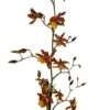 Sunny Daze Hilo Bay Orchid - Oncidium - 4" Pot - Collector Orchids 1 Sunny Daze Hilo Bay Orchid - Oncidium - 4" Pot - Collector Orchids -Cheap Plants Store hilobaybloom 99938.1693685537