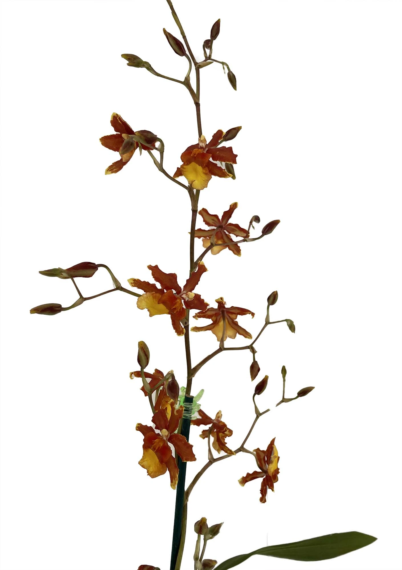 Sunny Daze Hilo Bay Orchid - Oncidium - 4" Pot - Collector Orchids 3 Sunny Daze Hilo Bay Orchid - Oncidium - 4" Pot - Collector Orchids