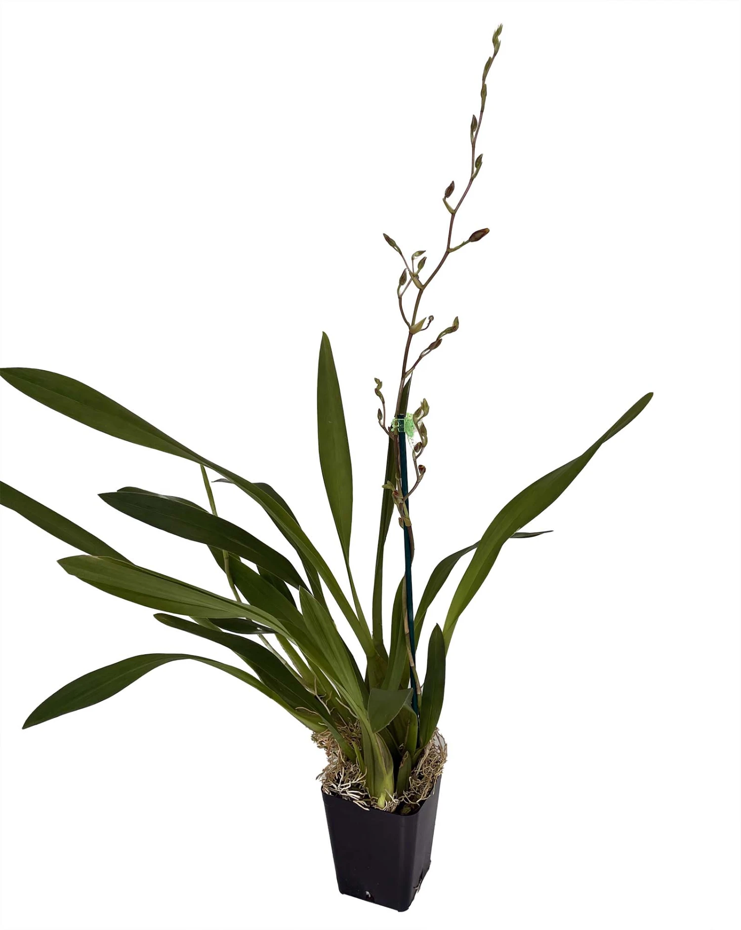 Sunny Daze Hilo Bay Orchid - Oncidium - 4" Pot - Collector Orchids 4 Sunny Daze Hilo Bay Orchid - Oncidium - 4" Pot - Collector Orchids - Image 2