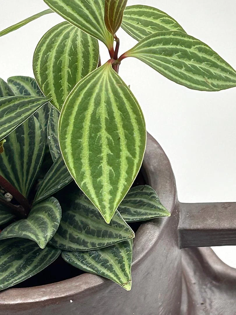 Creative Ceramic Planter With Saucer & Live Peperomia Plant 5 Creative Ceramic Planter With Saucer & Live Peperomia Plant - Image 3