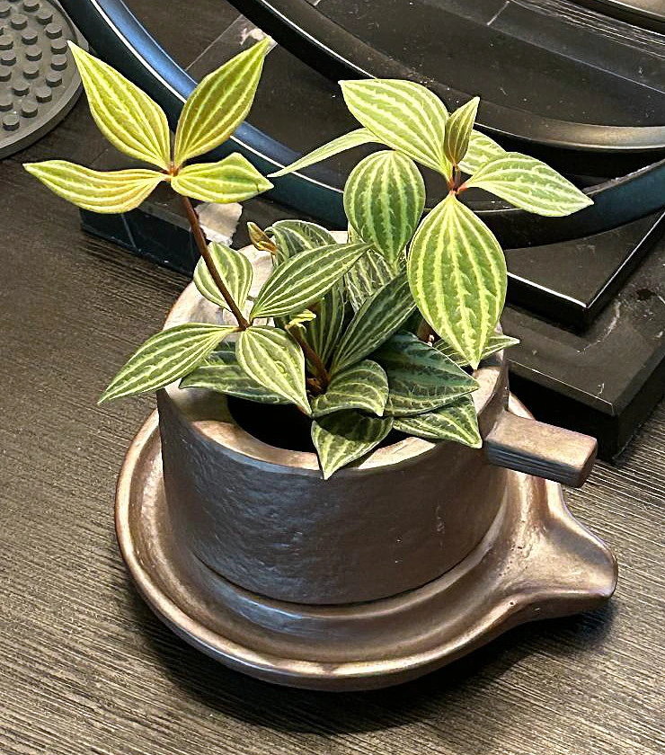 Creative Ceramic Planter With Saucer & Live Peperomia Plant 4 Creative Ceramic Planter With Saucer & Live Peperomia Plant - Image 2
