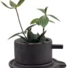 Creative Ceramic Planter With Saucer & Live Peperomia Plant 2 Creative Ceramic Planter With Saucer & Live Peperomia Plant -Cheap Plants Store hirtcoffee666 removebg202 36030.1693163956