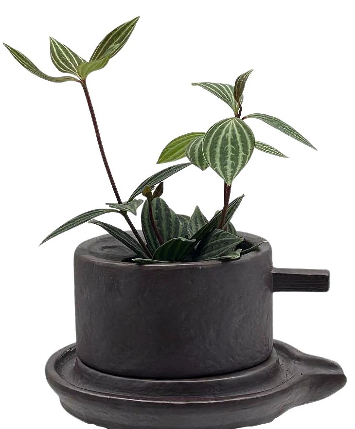 Creative Ceramic Planter With Saucer & Live Peperomia Plant 3 Creative Ceramic Planter With Saucer & Live Peperomia Plant