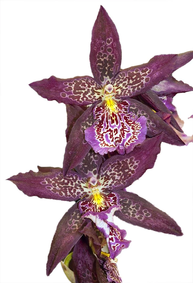 Howard's Dream Orchid - Oncidium Hybrid - Beallara Marfitch - 4" Pot 3 Howard's Dream Orchid - Oncidium Hybrid - Beallara Marfitch - 4" Pot