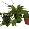 Hoya Assortment - 3 Pack In 4" Pots 1 Hoya Assortment - 3 Pack In 4" Pots -Cheap Plants Store hoyacoll3 37477.1697840704